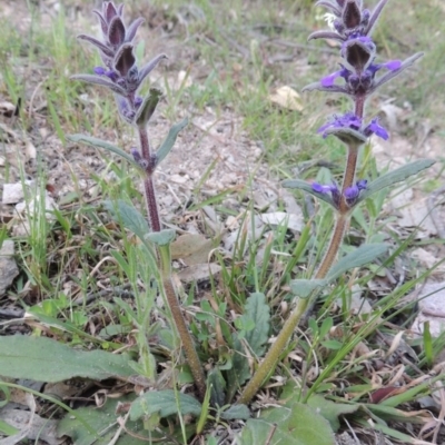 Ajuga australis (Austral Bugle) at Conder, ACT - 2 Oct 2014 by michaelb