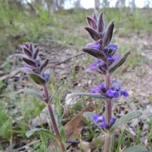 Ajuga australis at Conder, ACT - 2 Oct 2014 07:09 PM