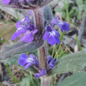 Ajuga australis at Conder, ACT - 2 Oct 2014 07:09 PM