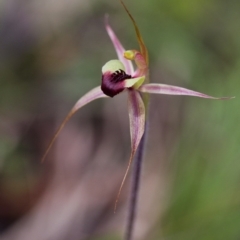 Caladenia clavigera (Clubbed spider orchid) at Brindabella, NSW - 5 Oct 2014 by TobiasHayashi