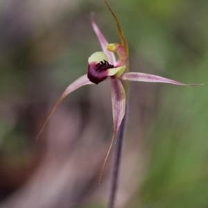 Caladenia clavigera at Brindabella, NSW - 5 Oct 2014