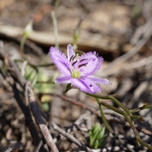 Thysanotus patersonii at Canberra Central, ACT - 6 Oct 2014