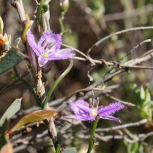 Thysanotus patersonii at Canberra Central, ACT - 6 Oct 2014