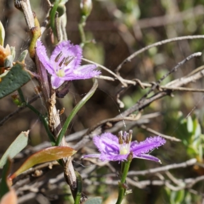 Thysanotus patersonii (Twining Fringe Lily) at Black Mountain - 5 Oct 2014 by AaronClausen
