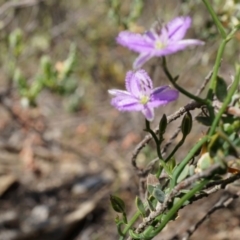 Thysanotus patersonii (Twining Fringe Lily) at Canberra Central, ACT - 5 Oct 2014 by AaronClausen