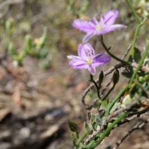 Thysanotus patersonii at Canberra Central, ACT - 6 Oct 2014