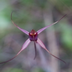 Caladenia orestes (Burrinjuck Spider Orchid) by TobiasHayashi