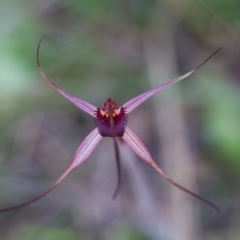 Caladenia orestes (Burrinjuck Spider orchid) at Brindabella, NSW - 5 Oct 2014 by TobiasHayashi