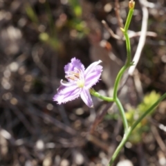 Thysanotus patersonii (Twining Fringe Lily) at Canberra Central, ACT - 5 Oct 2014 by AaronClausen