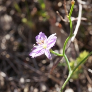 Thysanotus patersonii at Canberra Central, ACT - 6 Oct 2014