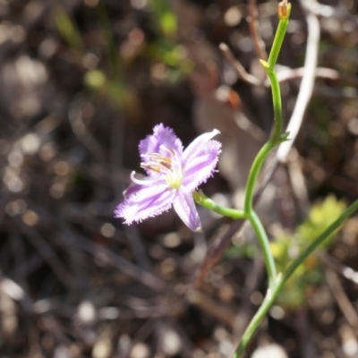 Thysanotus patersonii (Twining Fringe Lily) at Canberra Central, ACT - 6 Oct 2014 by AaronClausen