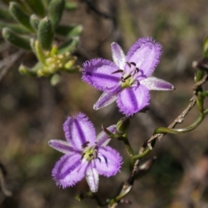 Thysanotus patersonii at Canberra Central, ACT - 6 Oct 2014