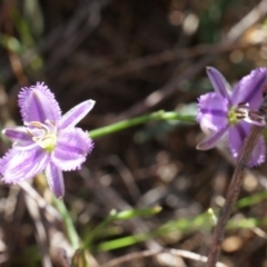 Thysanotus patersonii (Twining Fringe Lily) at Canberra Central, ACT - 5 Oct 2014 by AaronClausen