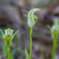 Pterostylis alpina (Mountain Greenhood) at Brindabella, NSW - 5 Oct 2014 by TobiasHayashi