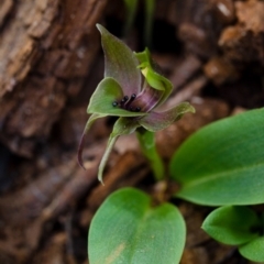 Chiloglottis valida (Large Bird Orchid) at Bondo State Forest - 5 Oct 2014 by TobiasHayashi