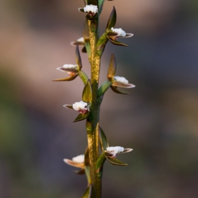 Prasophyllum brevilabre (Short-lip Leek Orchid) at Black Mountain - 5 Oct 2014 by TobiasHayashi