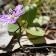 Thysanotus patersonii (Twining Fringe Lily) at Black Mountain - 6 Oct 2014 by AaronClausen