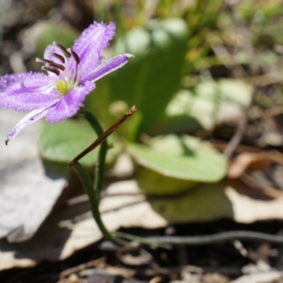 Thysanotus patersonii (Twining Fringe Lily) at Canberra Central, ACT - 6 Oct 2014 by AaronClausen