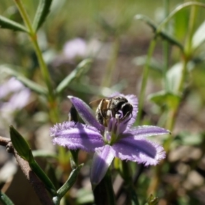 Thysanotus patersonii at Canberra Central, ACT - 6 Oct 2014