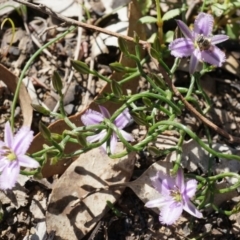 Thysanotus patersonii at Canberra Central, ACT - 6 Oct 2014