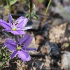 Thysanotus patersonii (Twining Fringe Lily) at Black Mountain - 6 Oct 2014 by AaronClausen