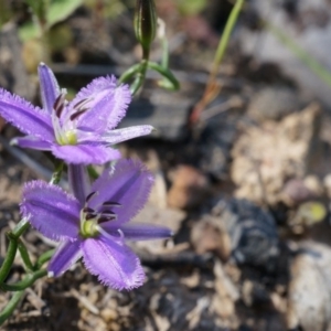 Thysanotus patersonii at Canberra Central, ACT - 6 Oct 2014 11:19 AM