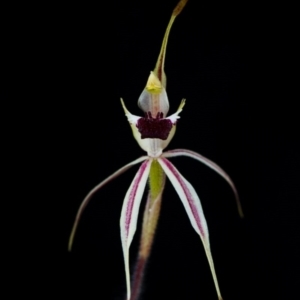 Caladenia parva at Brindabella, NSW - 5 Oct 2014