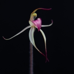 Caladenia fitzgeraldii (Spider Orchid) at Brindabella, NSW - 5 Oct 2014 by TobiasHayashi