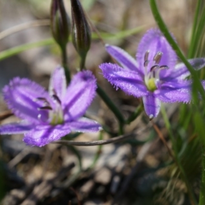 Thysanotus patersonii (Twining Fringe Lily) at Canberra Central, ACT - 6 Oct 2014 by AaronClausen