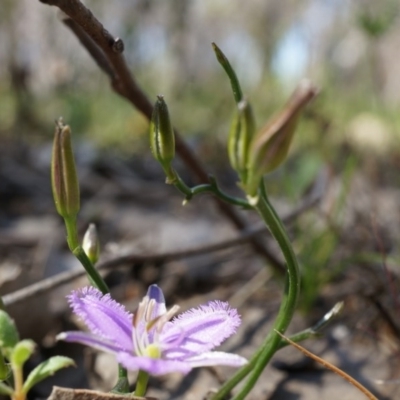 Thysanotus patersonii (Twining Fringe Lily) at Black Mountain - 6 Oct 2014 by AaronClausen