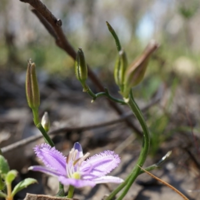 Thysanotus patersonii (Twining Fringe Lily) at Canberra Central, ACT - 6 Oct 2014 by AaronClausen