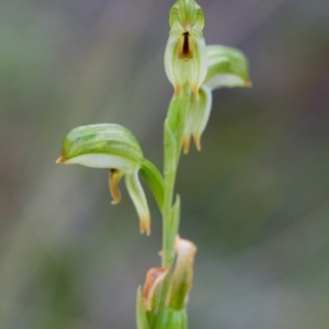 Bunochilus montanus (ACT) = Pterostylis jonesii (NSW) at Brindabella, NSW - 5 Oct 2014