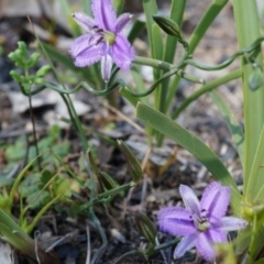 Thysanotus patersonii (Twining Fringe Lily) at Black Mountain - 6 Oct 2014 by AaronClausen