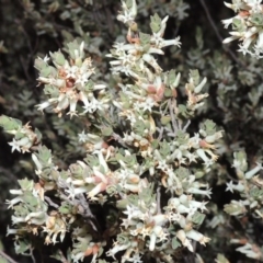 Brachyloma daphnoides (Daphne Heath) at Conder, ACT - 2 Oct 2014 by MichaelBedingfield