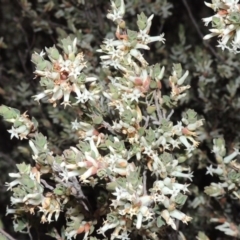 Brachyloma daphnoides (Daphne Heath) at Rob Roy Range - 2 Oct 2014 by michaelb