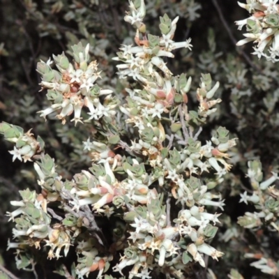 Brachyloma daphnoides (Daphne Heath) at Conder, ACT - 2 Oct 2014 by MichaelBedingfield