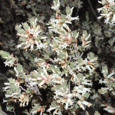 Brachyloma daphnoides (Daphne Heath) at Conder, ACT - 2 Oct 2014 by michaelb