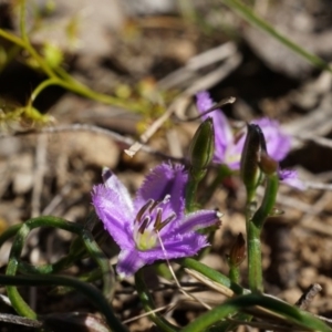 Thysanotus patersonii at Bruce, ACT - 6 Oct 2014