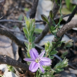 Thysanotus patersonii at Bruce, ACT - 6 Oct 2014 11:28 AM