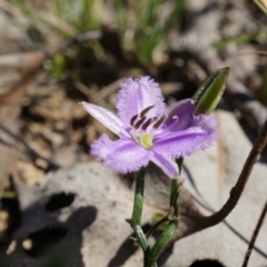 Thysanotus patersonii (Twining Fringe Lily) at Bruce, ACT - 6 Oct 2014 by AaronClausen