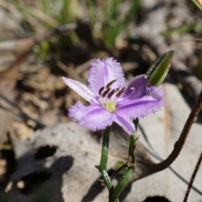 Thysanotus patersonii (Twining Fringe Lily) at Black Mountain - 6 Oct 2014 by AaronClausen