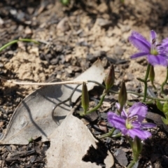 Thysanotus patersonii (Twining Fringe Lily) at Black Mountain - 6 Oct 2014 by AaronClausen