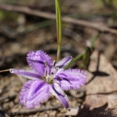 Thysanotus patersonii (Twining Fringe Lily) at Black Mountain - 6 Oct 2014 by AaronClausen