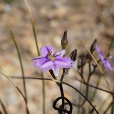 Thysanotus patersonii (Twining Fringe Lily) at Bruce, ACT - 6 Oct 2014 by AaronClausen