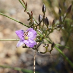 Thysanotus patersonii (Twining Fringe Lily) at Black Mountain - 6 Oct 2014 by AaronClausen