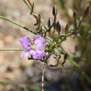 Thysanotus patersonii at Bruce, ACT - 6 Oct 2014