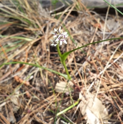 Wurmbea dioica subsp. dioica (Early Nancy) at Denman Prospect, ACT - 6 Oct 2014 by ClubFED