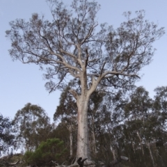 Eucalyptus rossii (Inland Scribbly Gum) at Conder, ACT - 2 Oct 2014 by MichaelBedingfield