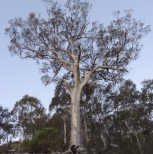 Eucalyptus rossii at Conder, ACT - 2 Oct 2014