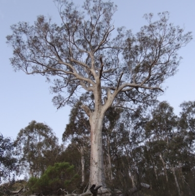 Eucalyptus rossii (Inland Scribbly Gum) at Conder, ACT - 2 Oct 2014 by MichaelBedingfield